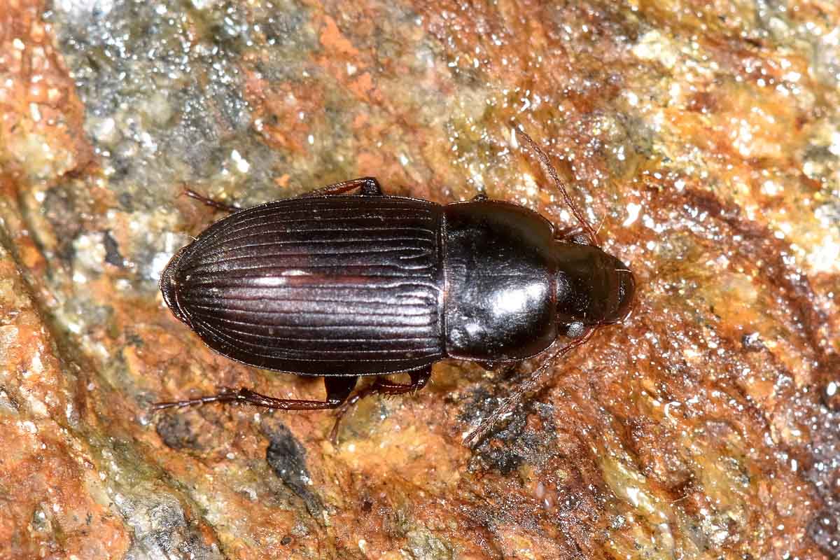 Harpalus anxius  (Carabidae)